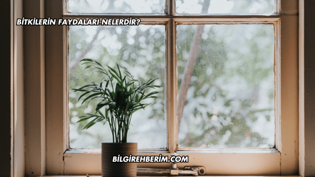 Bitkilerin Faydaları Nelerdir?