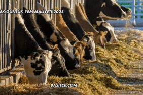 İnek Günlük Yem Maliyeti 2025