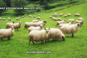 Merasız Koyunculuk Maliyeti 2025
