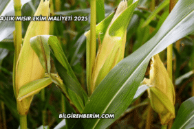 Silajlık Mısır Ekim Maliyeti 2025