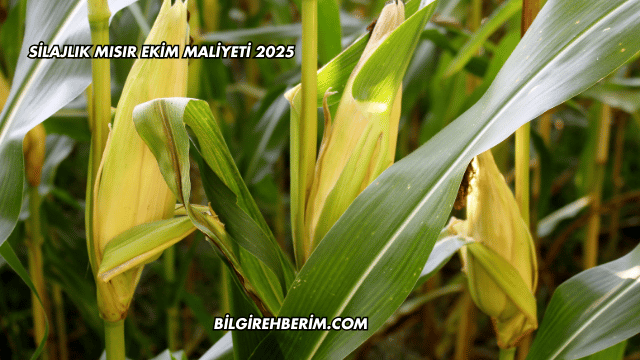 Silajlık Mısır Ekim Maliyeti 2025