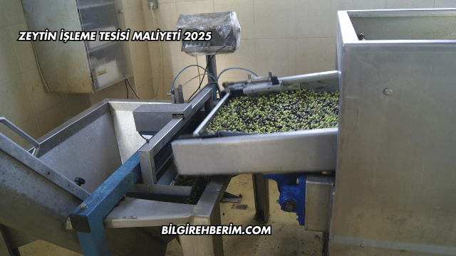 Zeytin İşleme Tesisi Maliyeti 2025