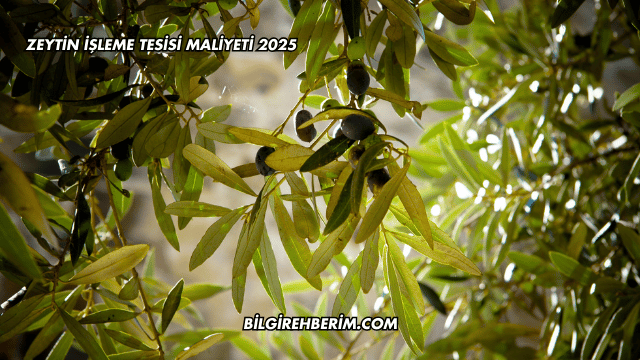 Zeytin İşleme Tesisi Maliyeti 2025